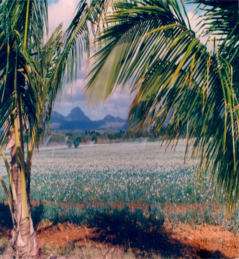 Producción de semilla de cebolla en la Estación de Banao, de Sancti Spíritus.