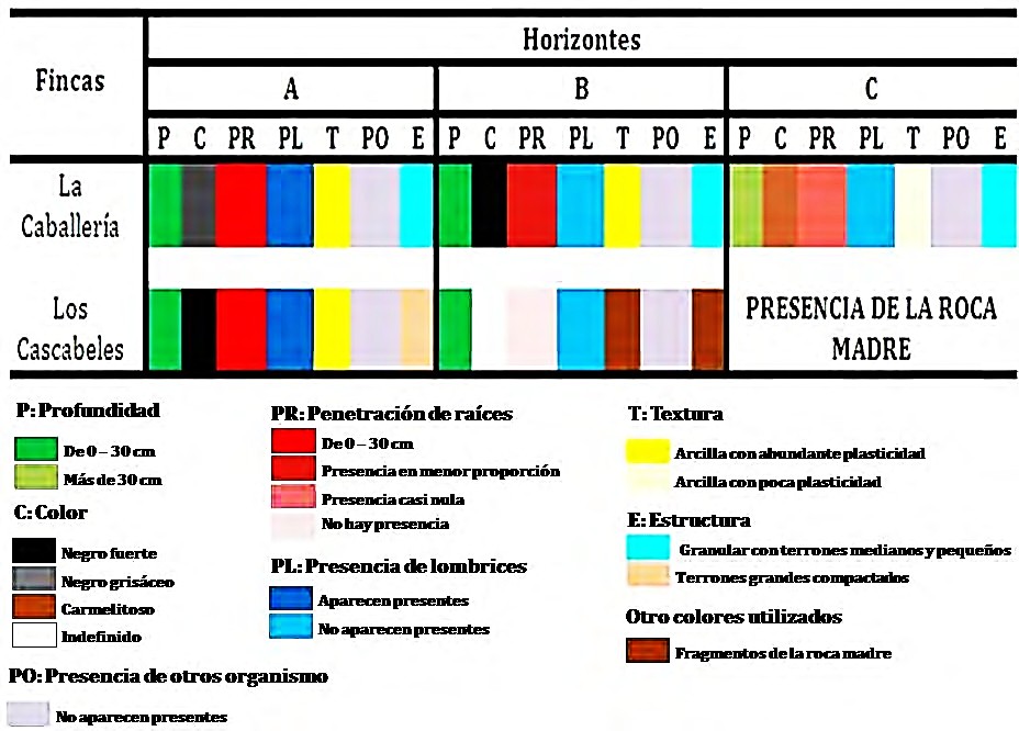Esquema con los resultados de la evaluación cualitativa del perfil del suelo.