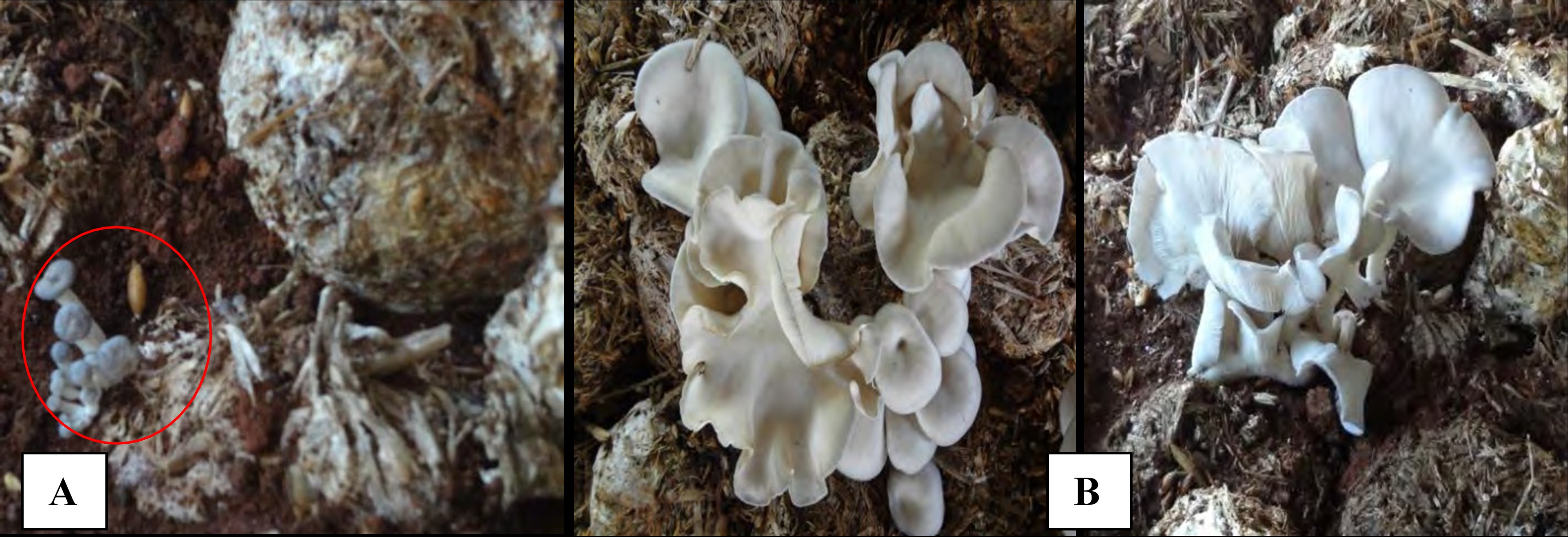 Cultivo del hongo comestible Pleurotus ostreatus (P969) con el uso de Pennisetum purpureum. A. Formación de basidiomas. B. Cuerpos fructíferos a cosechar.