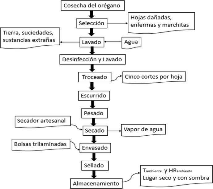 Flujo de proceso de secado solar para el orégano.