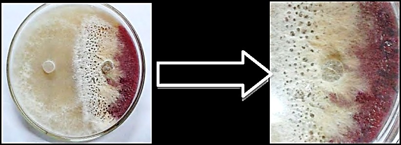 Enfrentamiento de las colonias de Cladobotryum semicirculare y Fusarium chlamydosporum.