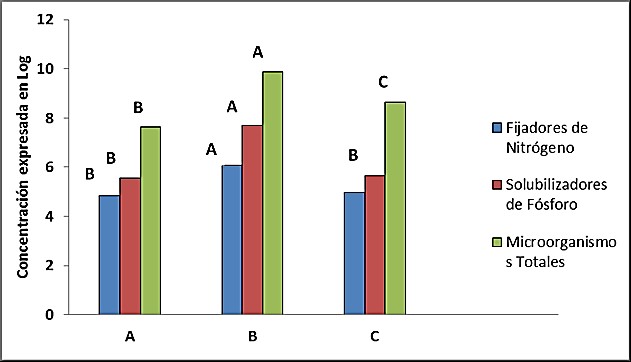 Concentración de grupos expresada en Log.UFC-1 por gramo de suelo. (Leyenda: A Testigo (sin inocular), B Biofertilizante mixto Azotobacter chroococcum y Bacillus megatherium y C Bayfolan Forte).