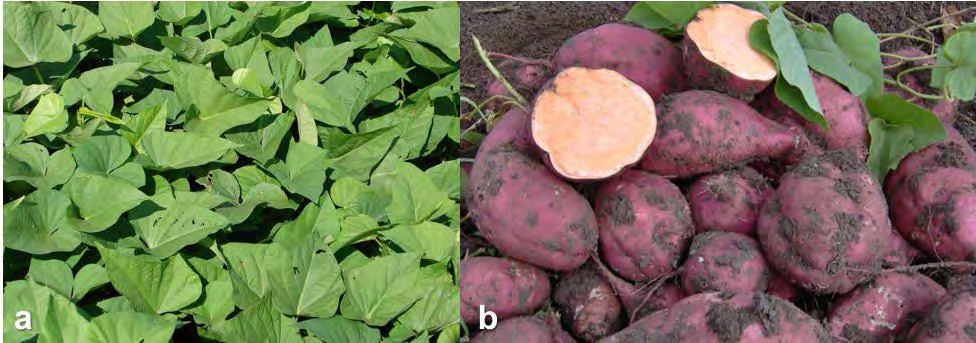 Genotipo INIVIT BS-16, a: hojas y b: raíces tuberosas.