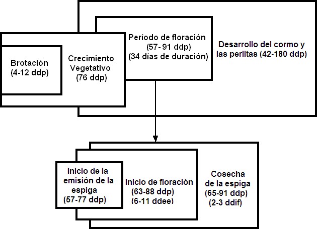 Ciclo biológico del cultivo del gladiolo.