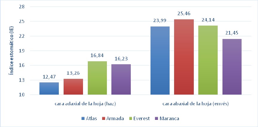 Índice estomático (IE) de cuatro variedades de papa en ambas caras de la hoja (haz y envés).