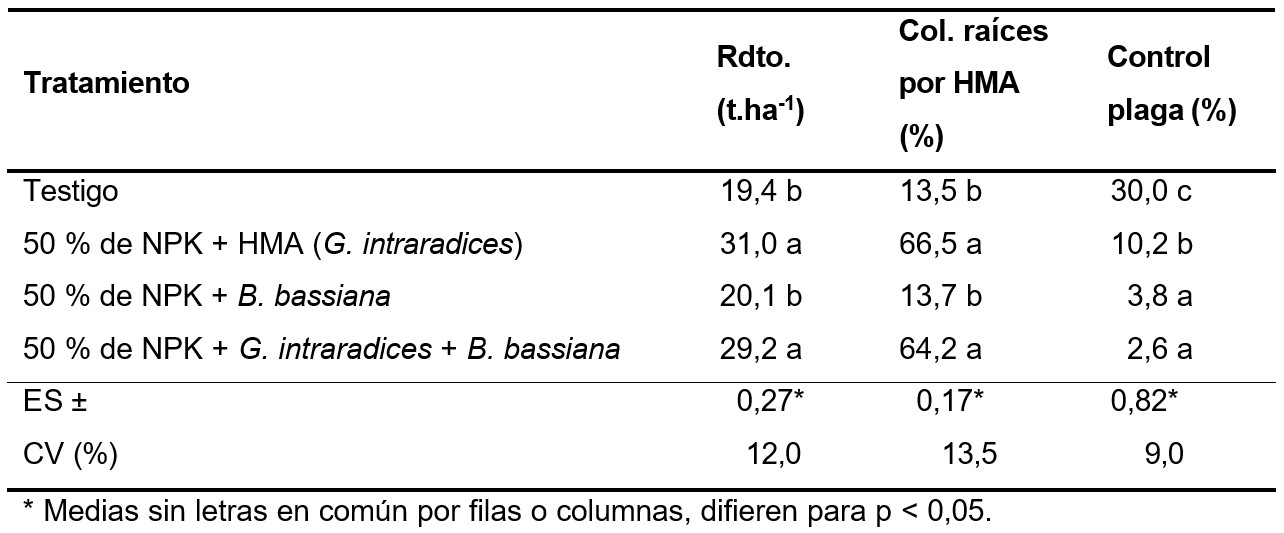 Efecto combinado de la Micorrizas (EcoMic®) y B. bassiana sobre el cultivo del boniato.