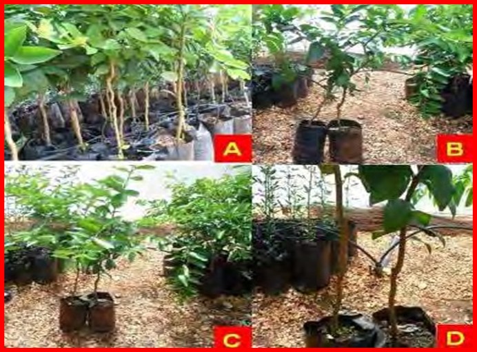 A, B y D Plantas de lima Persa sobre Swinglea glutinosa y C plantas de lima Persa sobre naranjo agrio en la etapa de vivero en la Empresa de Cítricos de Ceballos provincia de Ciego de Ávila.