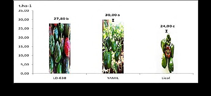 Comportamiento del rendimiento en t.ha-1 en las nuevas variedades de pimiento para campo abierto.