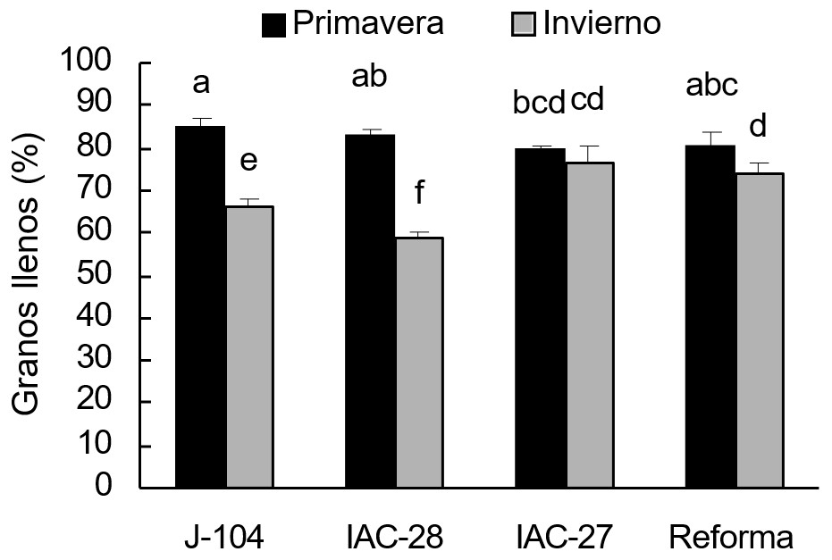 Porcentaje de granos llenos de la panícula del tallo principal de cuatro variedades de arroz en la madurez fisiológica, en dos épocas de siembra. Letras diferentes indican diferencias significativas para p< 0.05 (ESx= 0.049, n=4)