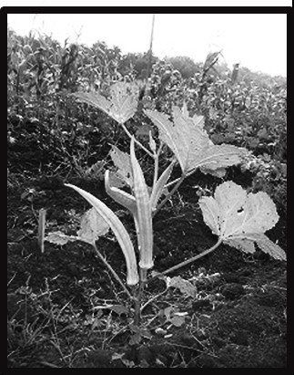 Planta de quimbombó del tipo ´Chino´