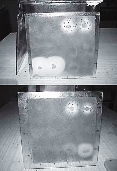 Ensayo de actividad contra Cladosporium colocasiae