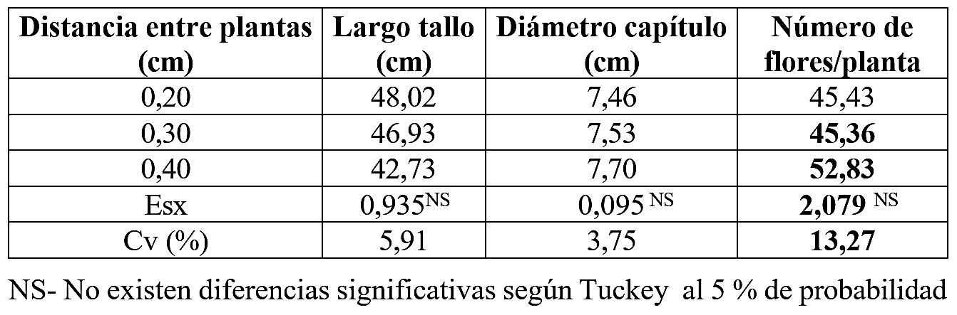 Respuesta de la extraña rosa a tres distancias entre plantas.
